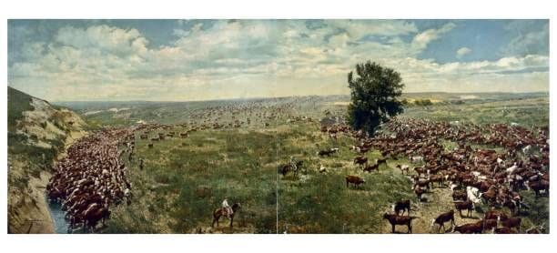 Texas cattle ranching in harsh sunlight and open terrain