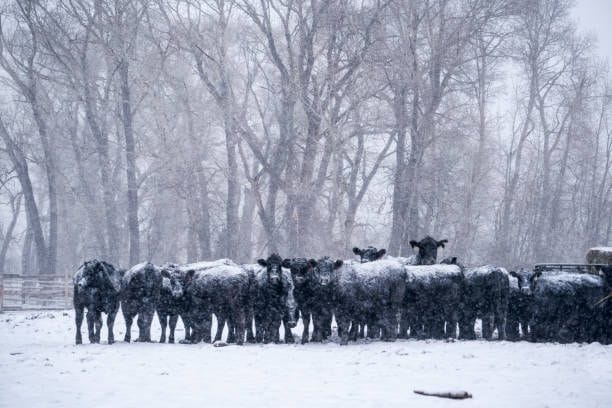 Montana winter ranching - cattle in snow with mountains
