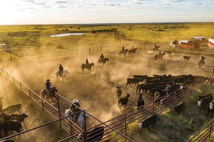 Cowboys herding cattle in pens at the Four Sixes Ranch